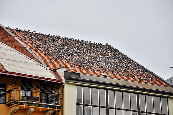 A2B Pest Control are able to install spikes to deter birds from roofs in Thamesmead. 