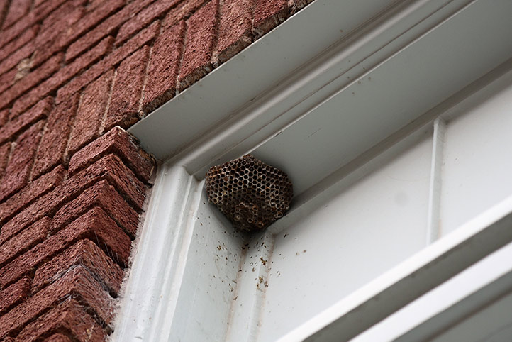 We provide a wasp nest removal service for domestic and commercial properties in Thamesmead.